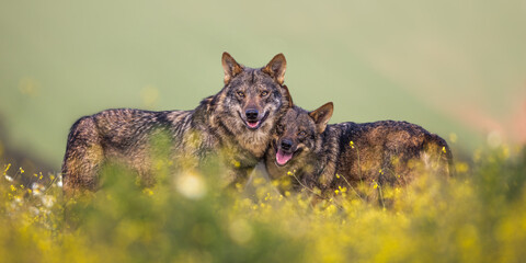 Iberian Wolf