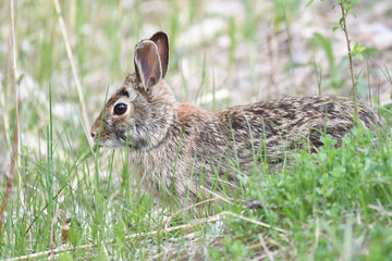 Rabbit laying in the grass