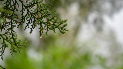 Droplets of rainwater at the ends of thuja leaves.