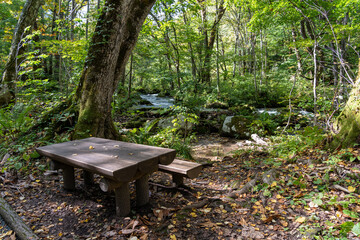 Wooden bench in the forest, beautiful nature scene in summer. Flowing river, green leaves, mossy rocks in Oirase Stream in sunny day, Towada Hachimantai National Park, Aomori, Japan