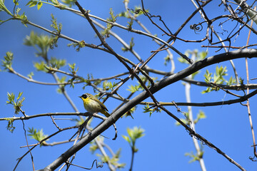 Common Yellowthroat perched on a branch with a blue sky