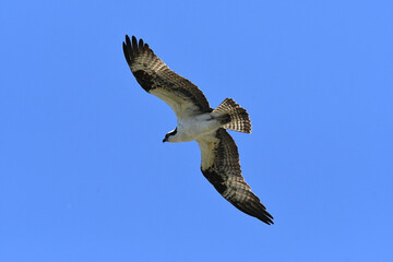 Western Osprey soaring in a blue sky