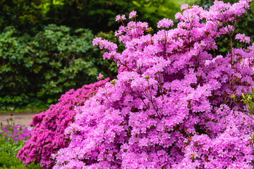 Blooming pink azalea. City Park, Grosser Garten in Dresden,  Saxony, azalea, flowering bushes, flowers