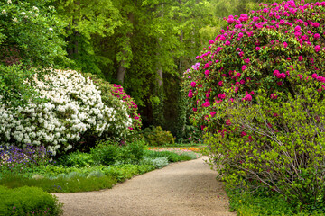 Blooming rhododendrons. City Park, Grosser Garten in Dresden,  Saxony, rhododendrons, flowering bushes, flowers, red and white rhododendrons