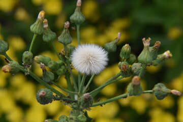 yellow flowers of willow