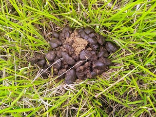 cow poop