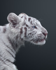 Young Bengala Tiger hunting isolated background