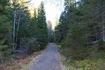 Fototapeta na wymiar Road through the forest at Tyresta National Park, Sweden.