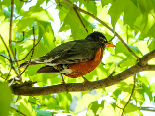 American robin perched on a tree branch during a spring day