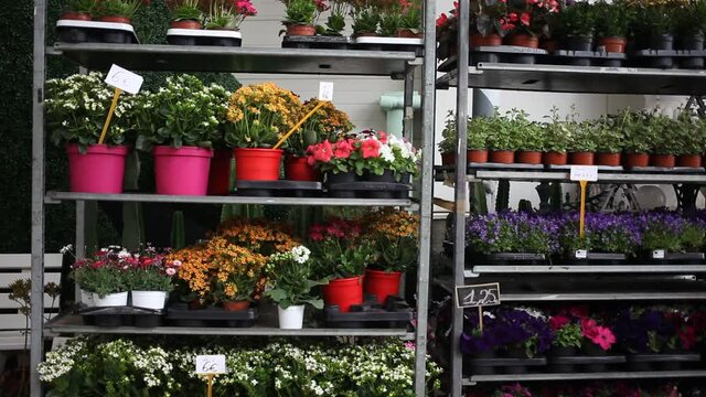 Assorted blooming flowers in pots on racks prepared for sale in store
