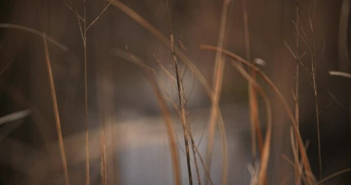 Alligator lurking in the swamp behind tall grass