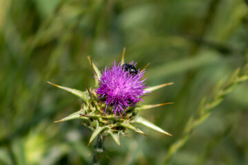 Scarabée sur fleur de chardon