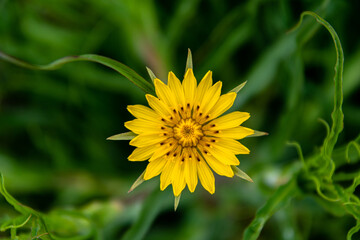 Yellow wildflower in the meadow, top view,