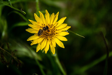Yellow flower and a bee, top view, symmetry.