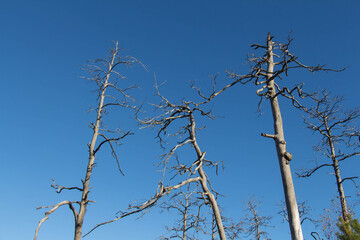 Trees close up at Tyresta National Park, Sweden.
