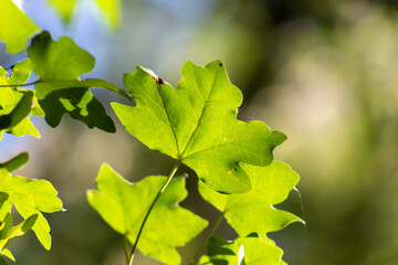 Feuillages tout en transparence