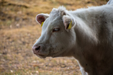 Portret of a white cow (The Charolais is a breed of taurine beef cattle from the Charolais area surrounding Charolles, in Burgundy, in eastern France.)