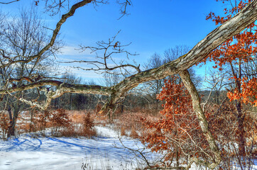 crooked oak tree branch across the winter forrest scene where blue sky  with clouds meets snow covered ground, trees in background reaching toward the sky