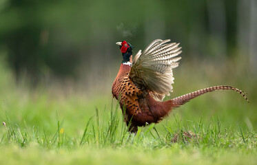 Fototapeta premium Ringneck Pheasant (Phasianus colchicus) male