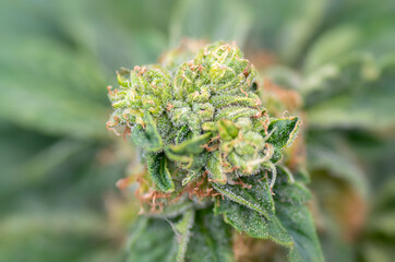 Closeup image of a marijuana plant female bud