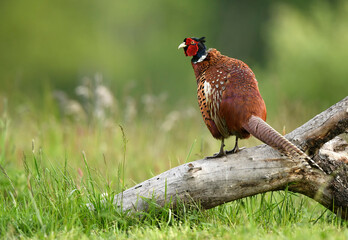 Ringneck Pheasant (Phasianus colchicus) male