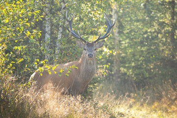 Alert red deer, cervus elaphus, stag facing camera on a meadow near forest in summer nature. Wild mammal with antlers and brown fur in misty morning atmosphere. Animal wildlife.