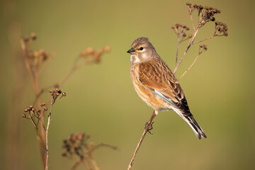 Common linnet, linaria cannabina, female sitting on thin dry plant in spring nature. Bird with...