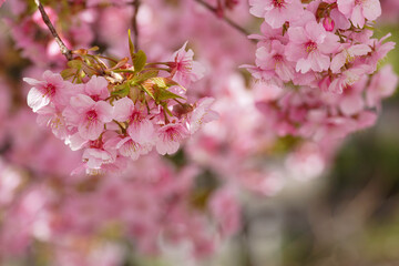 河津桜の花