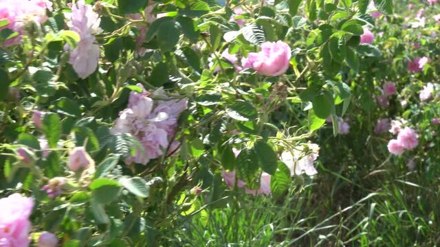 Bulgarian pink rose closeup in a gerden