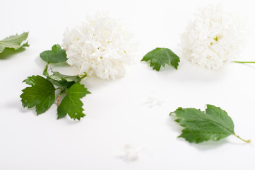 White Snowball Viburnum Flowers