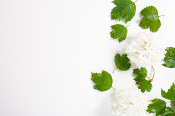 White Snowball Viburnum Flowers