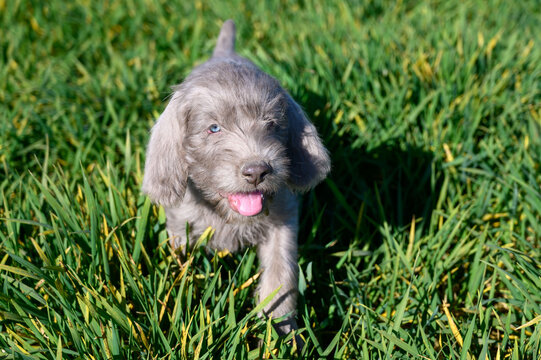 Grey-haired puppies in the grass. The puppies are of the breed: Slovak Rough-haired Pointer or Slovak Wirehaired Pointing Griffon (Slovak: "Slovensky Hrubosrsky Stavac / Ohar")