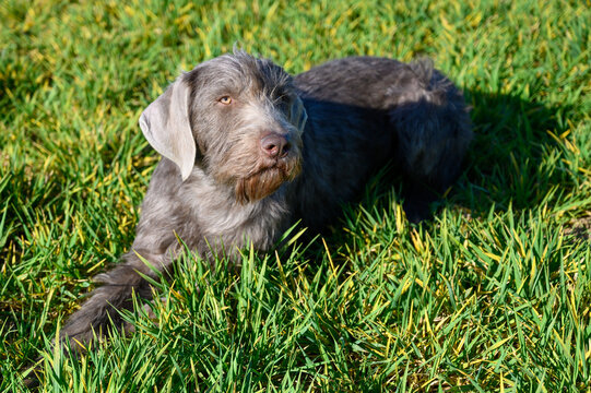 Grey-haired dog in the grass. The dog is of the breed: Slovak Rough-haired Pointer or Slovak Wirehaired Pointing Griffon (Slovak: "Slovensky Hrubosrsky Stavac / Ohar")
