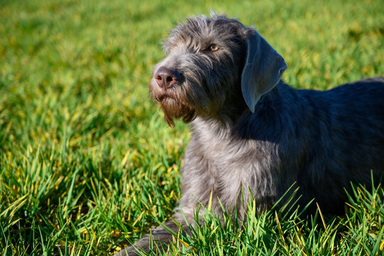 Grey-haired dog in the grass. The dog is of the breed: Slovak Rough-haired Pointer or Slovak Wirehaired Pointing Griffon (Slovak: "Slovensky Hrubosrsky Stavac / Ohar")
