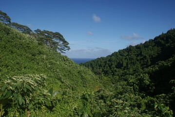 rainforest and ocean 