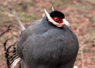 Zoo Bird