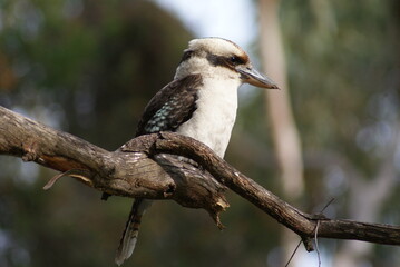 kookaburra