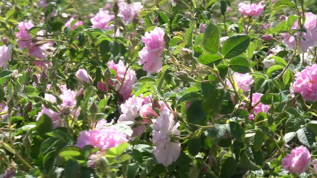 Bulgarian pink rose closeup in a gerden