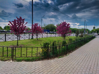 Stormy Weather at the Edge of the City. Nobody Here. Deserted. Blooming Young Trees in Spring