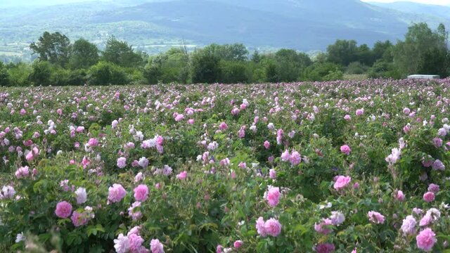 Up reveal shot of pink rose garden