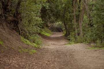 Camino y tunel en el bosque entre las montañas