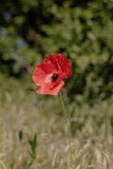 Obraz premium Mohnblume