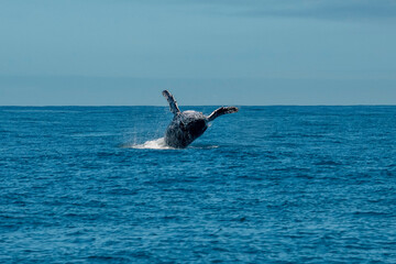 Fototapeta premium Humpback Whale photographed in Vitoria, Capital of Espirito Santo. Southeast of Brazil. Atlantic Ocean. Picture made in 2019.