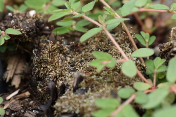 moss on dirt surrounded by weeds