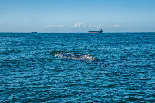 Humpback Whale photographed in Vitoria, Capital of Espirito Santo. Southeast of Brazil. Atlantic Ocean. Picture made in 2019.