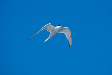 South American Tern photographed in Vitoria, Capital of Espirito Santo. Southeast of Brazil. Atlantic Ocean. Picture made in 2019.