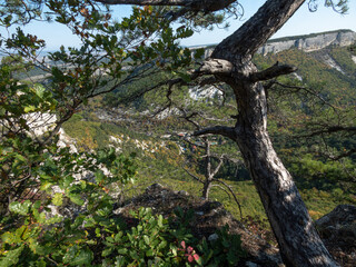 Pine trees in the mountains and on the rocks on a sunny day.