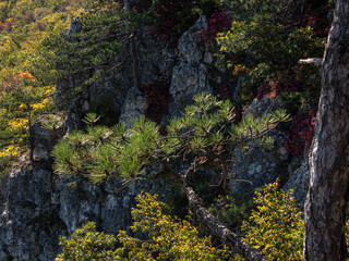 Pine trees in the mountains and on the rocks on a sunny day.