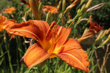 "Tawny Daylily" (or Orange Day Lily, Tiger Daylily, Fulvous Daylily, Ditch Lily, Railroad Daylily, Tiger Lily) in Innsbruck, Austria. Hemerocallis Fulva is native to Asia. 