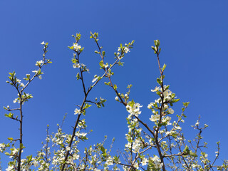 Blossoming branches of apple trees with copy space
